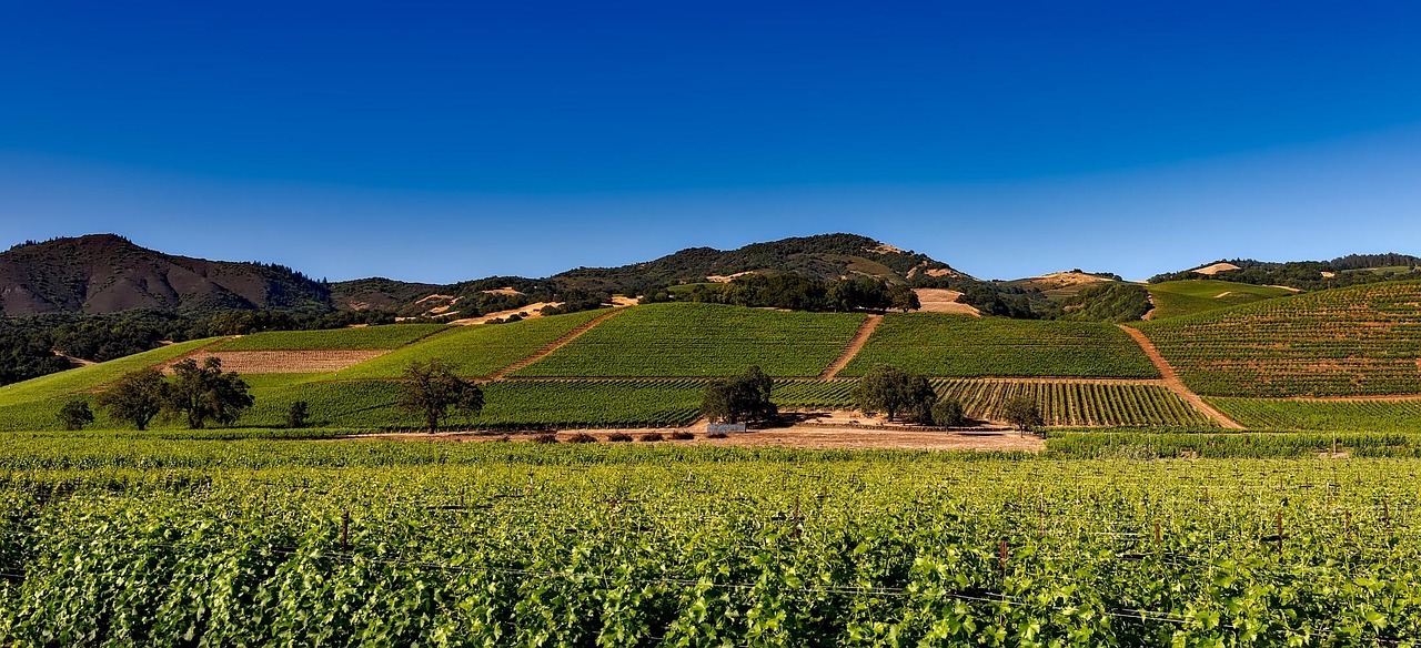 Sunrise over Napa Valley vineyards during harvest season.
