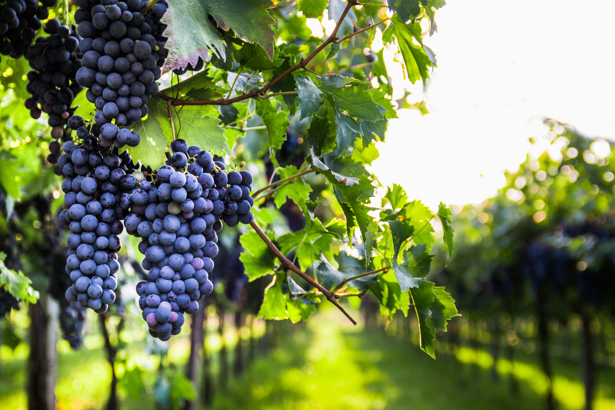 Beautiful close-up photograph of ripe purple grape clusters hanging from vibrant green grapevines with lush foliage, natural sunlight filtering through leaves creating warm vineyard atmosphere, capturing authentic Napa Valley wine country heritage and premium experience