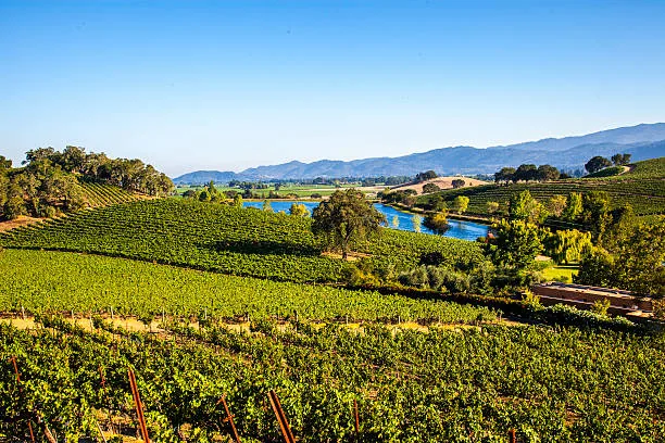 Napa Valley wine country landscape with vineyards and rolling hills